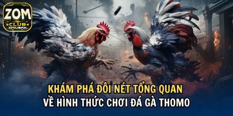Lịch sử ra đời của loại hình thomo đá gà