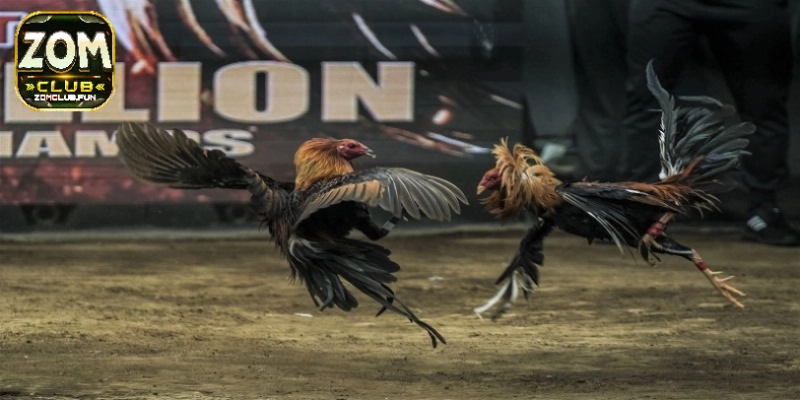 Điểm qua những ưu điểm vượt trội làm nên tên tuổi cho đá gà tre